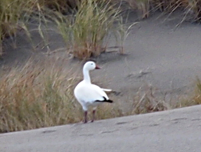 [A white bird with black feathers just at the tip of its tail standing on a sand dune.]